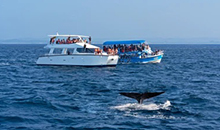 sri lanka itineraries package 12 days mirissa whale watching